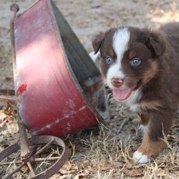 Boy 3 - Red tri-color male Australian Shepherd puppy in Iola, Texas from MK Aussies