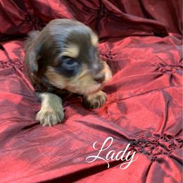 Lady - Liver female Miniature Schnauzer puppy in Kentucky from Mrs Bs Teeny Schnauzers & Doodles