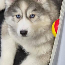 Phoebe - Gray and white female Siberian Husky puppy in East Tawas, Michigan from BurnsBerg's Woolies