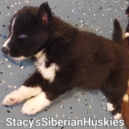 Gwen - Black and white female Siberian Husky puppy in Savannah, Georgia from Stacy's Siberian Huskies