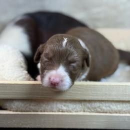 Pink collar - Liver and white female American Corgi puppy in Nashville, Arkansas from Whisenhunt Farms