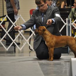 Staffordshire Bull Terrier All Grown Up from JetStaff Kennels