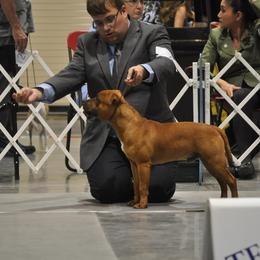 Staffordshire Bull Terrier All Grown Up from JetStaff Kennels