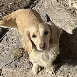 Dolly - Dachshund