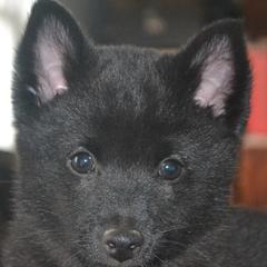 Schipperke Puppies from Delilah's Schipperkes