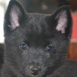 Schipperke Puppies from Delilah's Schipperkes
