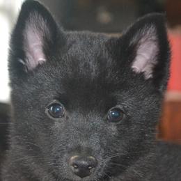 Schipperke Puppies from Delilah's Schipperkes