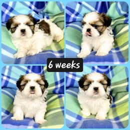 Shih Tzu Puppies from Ridgehaven Shih Tzus