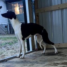 Boy 1 - White and black Whippet puppy in Lexington, Kentucky from Tigger’s Whippets
