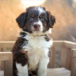 Lady - Red tri-color female Aussiedoodle puppy in Crete, Nebraska from Doodles & Co