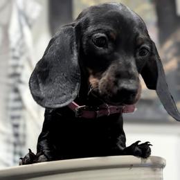 Rhiannon - Black and tan female Dachshund puppy in Ravenna, Ohio from Valhallah Farms