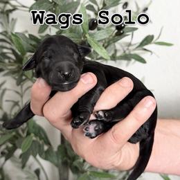 Wags Solo - male Golden Mountain Doodle puppy in Puyallup, Washington from Majestic Mtn Pups