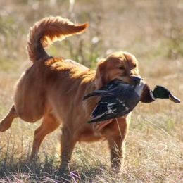 Stella - Golden Retriever