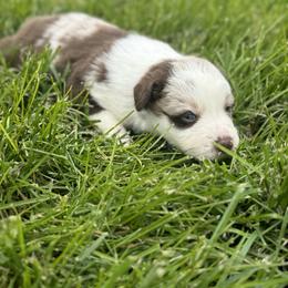 Fred - Red merle male Australian Shepherd puppy in Laotto, Indiana from Circle B working Aussies