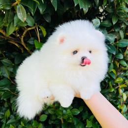 Ice - White male Pomeranian puppy in Hot Springs, Arkansas from Pomeranian Empire