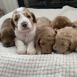 Goldendoodle Puppies from Edge Farm Goldendoodles