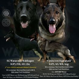 German Shepherd puppies from Wolves Den Ranch