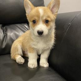 Tucker - Red male Pembroke Welsh Corgi puppy in Urbana, Ohio from Edgewood Farm and Kennel