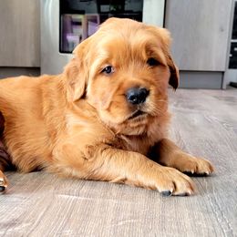 Golden Retriever Puppies from Carmel Bliss Golden Retrievers LLC