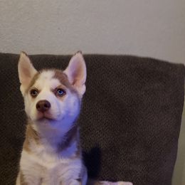 Siberian Husky Puppies from Tranton Kennels