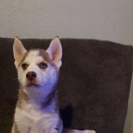 Siberian Husky Puppies from Tranton Kennels