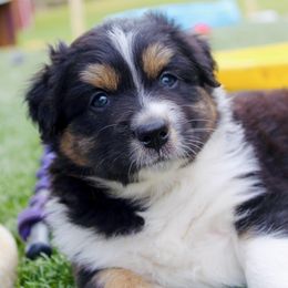 Australian Shepherd Puppies from Tru Blu Aussies