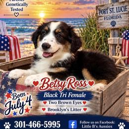 Betsy Ross - Black tri female Miniature Australian Shepherd puppy in Port Saint Lucie, Florida from Charlene Brannon's Mini Australian Shepherds