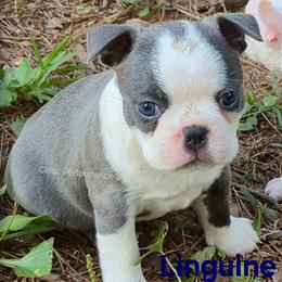 Linguine - Blue male Boston Terrier puppy in Griffin, Georgia from Celtic Performance Bostons