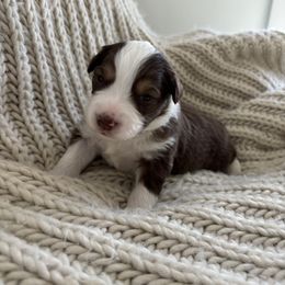 Miniature American Shepherd Puppies from Morning Glory Minis