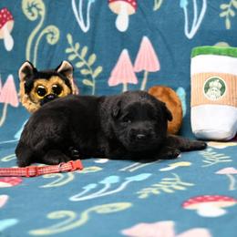 Red collar - Bi-color male German Shepherd puppy in Ramsey, Illinois from Haus-Farr German Shepherds