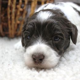Boston Rob Blue collar - Chocolate male Australian Labradoodle puppy in Provo, Utah from EllsWORTH Labradoodles LLC