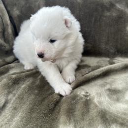 Trudie - White female Samoyed puppy in Atkinson, Nebraska from Sandhills Samoyeds