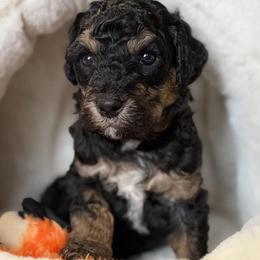 Macchiato - Tri-color male Bernedoodle puppy in Toledo, Ohio from Avery Doodle Day LLC