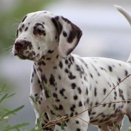 Dalmatians from Bully Market