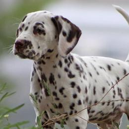 Dalmatians from Bully Market