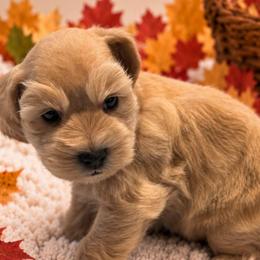 Copper.  5 weeks - White male Miniature Schnauzer puppy in Lumberton, Texas from 1 Smart Choice Schnauzers Babies