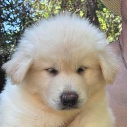 Stardust - White female Alaskan Malamute puppy in Sandy, Oregon from NORTH WINDS ALASKAN MALAMUTES