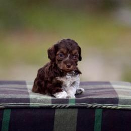 Lyanna - Chocolate female Australian Labradoodle puppy in Milton, Florida from Sutton Place Doodles