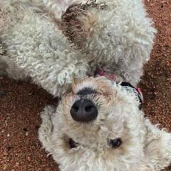 Goldendoodles from Lazy Acres Doodles
