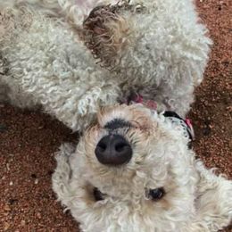 Goldendoodles from Lazy Acres Doodles