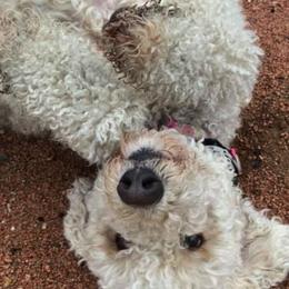 Goldendoodles from Lazy Acres Doodles