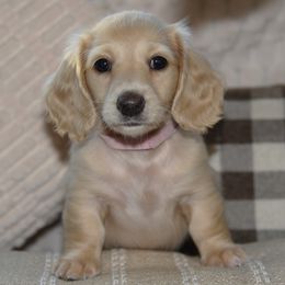 Cotton - Cream female Dachshund puppy in Valley Springs, California from Renberg's Elite Dachshunds