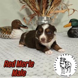 Nacho - Red merle male Miniature Australian Shepherd puppy in Jaroso, Colorado from Heaven Sent Aussies
