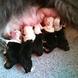 Old English Sheepdog Puppies from Bizzeeboots OES