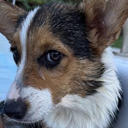 American Corgis, Basset Hounds, and Cocker Spaniels from Oak Hollow Farms