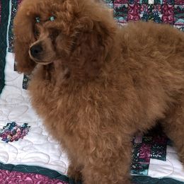 Poodles from Boyd’s Toy Poodles
