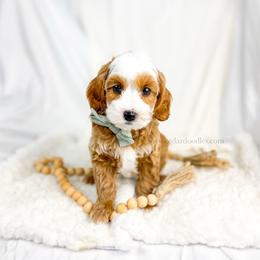 C O V E 15-20lbs - Red  male Goldendoodle puppy in Richfield, Utah from Cedar Doodles- Home of the Teddybear Goldendoodle
