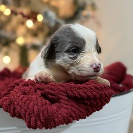 Aladdin-Full Fluffy - Gray and white male American Corgi puppy in Paradise, Texas from Bar S Corgis