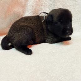 Grey Collar - Mahogany male Belgian Malinois puppy in Trenton, Georgia from Laeknir K9