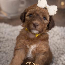 Toffee-Yellow - Red female Bernedoodle puppy in Oak Hills, California from High Desert Doodles
